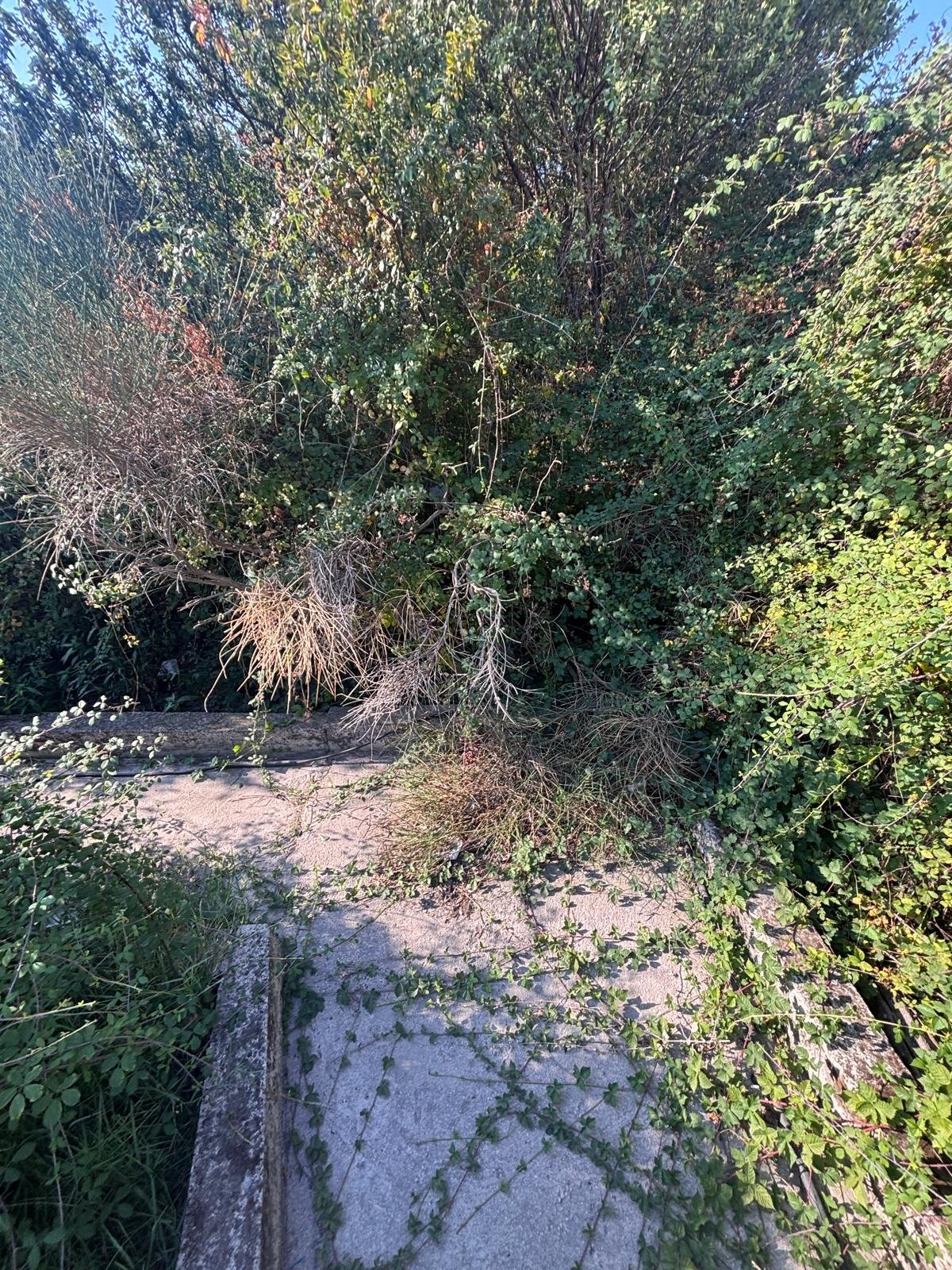 Obrasli kanali
