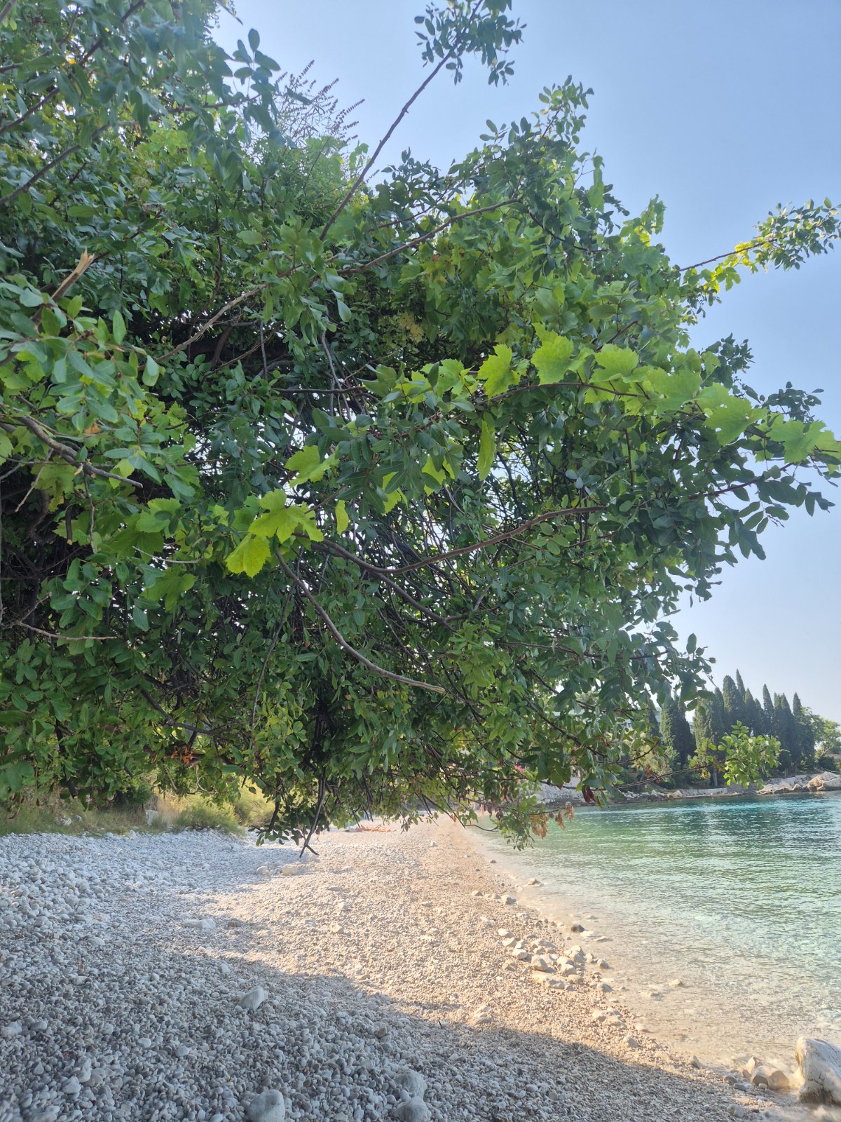 Granje nagnuto na plaži